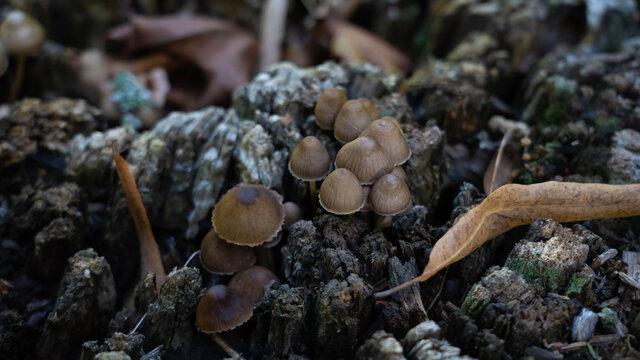 
small inedible mushrooms (pluteus) that bear fruit on wood or plant residues