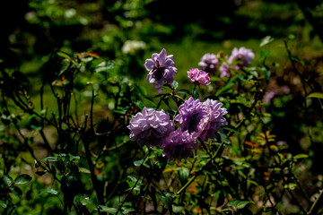 Obraz premium 大神の秋バラ