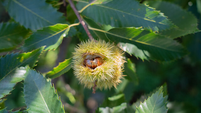 Chestnut plantation in autumn ready for harvest. Ripe chestnuts hang from the trees in thorny green shells. When the shells are open, the fruit is ready