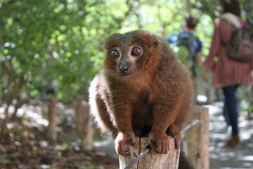Lemur-(Valencia, Bioparc)