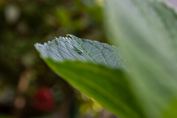 small green bugs on green hydrangea leaves