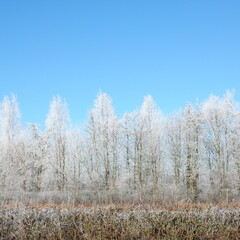 Fototapeta premium View of the trees covered with snow in winter. Winter trees covered in snow