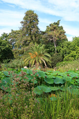 Fototapeta premium Jardin des plantes à Montpellier