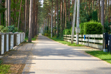 Fototapeta premium Alley in the park full of pine trees