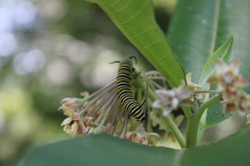 caterpillar on leaf