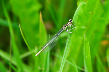 Platycnemis pennipes blaue Federlibelle