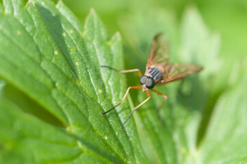 Rhagio scolopaceus front Schnepfenfliege