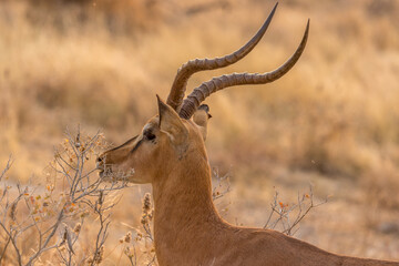 Portrait of impala in the savannah of Etosha National Park in Namibia