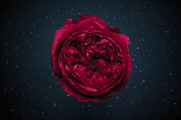Red peony rose with snow on a blue background