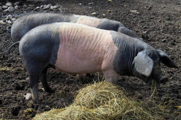 Angeler Sattelschwein © Heiko Köhrer-Wagner
