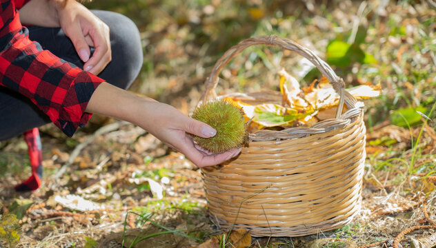 
A woman holds a bunch of chestnuts in the background of the undergrowth of Aritzo, central Sardinia. Autumn harvest