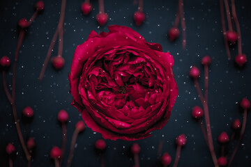Red peony rose with snowflakes on a blue background
