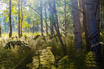 Obraz premium birch trees in dense thickets of fern.