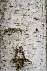 Birch hardwood tree texture background in mixed forest