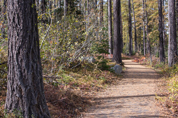 Walking among giants