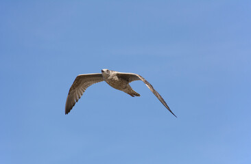 herring gull in flight (Baltic Sea, Poland)