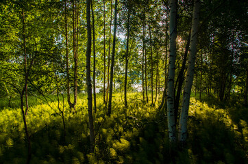 birch trees in dense thickets of fern.
