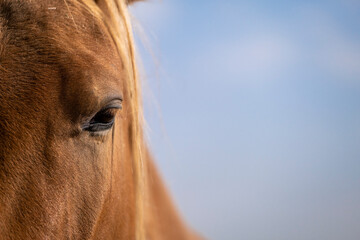 eye of a horse