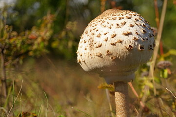 mushroom in the forest