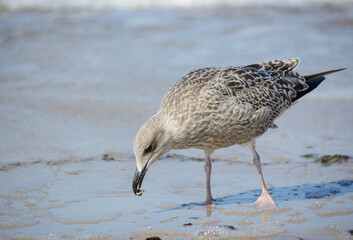 herring gull at the Baltic Sea in Poland