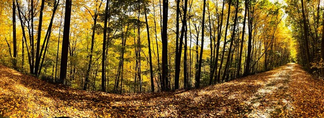 Panoramic view of autumn color season in upstate New York. Walk in Nature during pandemic, October 2020