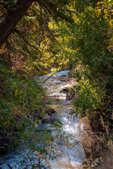 A mountain stream flows through dense forest vegetation as the leaves turn golden in the mountains of Utah.