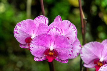 purple orchid flowers in garden