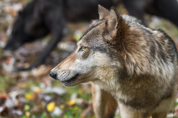 Grey Wolf (Canis lupus) Looks Left Black in Background Autumn