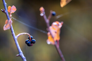 Wild mountain berries cling to spiderweb covered branches in the late fall in Big Cottonwood Canyon in the Wasatch Mountains of Utah.