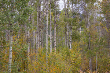 Fall colors in North Central Washington