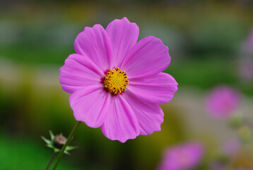 Obraz premium コスモス