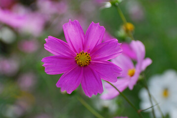 Obraz premium コスモス