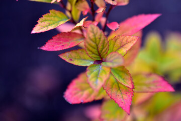 Red yellow autumn beautiful leaves overgrown with mintosa
