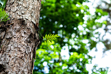 Pine bark in forest against blurred green background nature in asian forest.