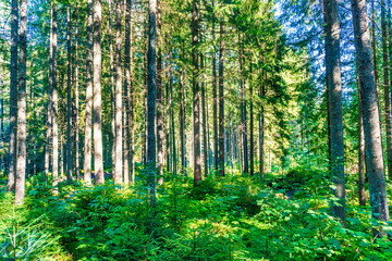 Green pine forest with shining sun rays