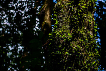 wild orchids grow attached to pine bark in rainforest.