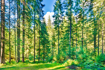 Fototapeta na wymiar Green pine forest with shining sun rays