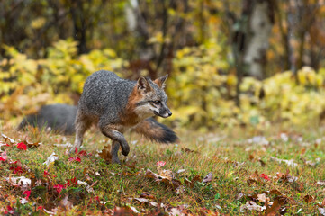 Grey Fox (Urocyon cinereoargenteus) Turns and Move Right in Light Drizzle Autumn