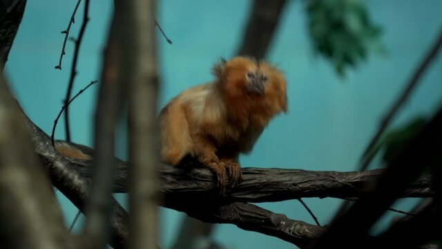 Monkeys In The Zoo - Golden Lion Tamarin Also Known As Golden Marmoset Sits On The Tree Branch, Scratches Its Thick Silky Fur And Walks Away - Low-Angle Shot (Mid Shot)