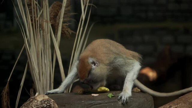 Monkeys In Zoo - Adult East African Patas Monkey With White Nose Also Known As Erythrocebus Patas Pyrrhonotus Eating Yellow Fruit - Medium Shot