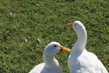 Fototapeta premium white goose on a grass