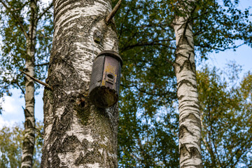 Birch hardwood with bird's nest on the tree in nature reserve