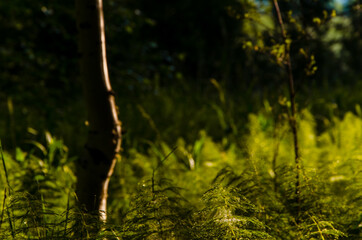 birch trees in dense thickets of fern.