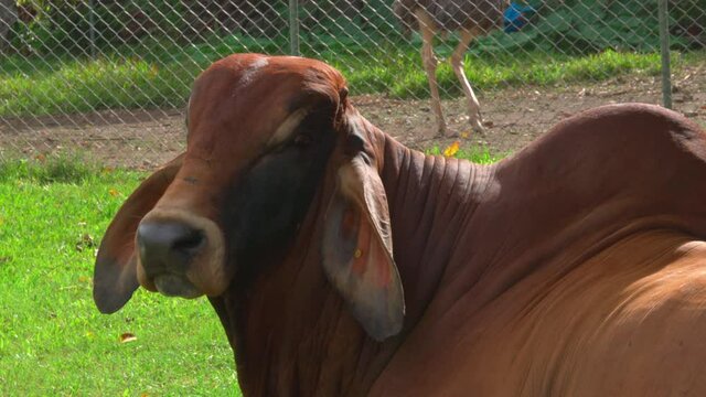 Huge Brown Bull with a hump on its back sits in a green grassy fenced farm and looks around close up