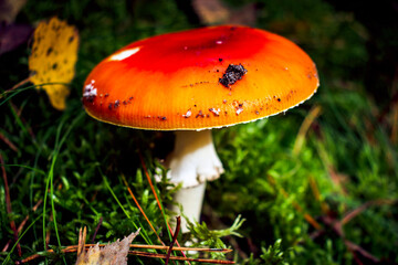 Amanita in autumn forest