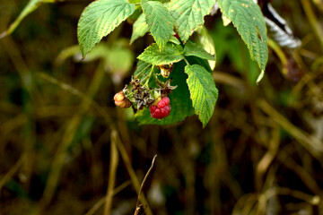 In the fall, raspberries ripened in the forest.