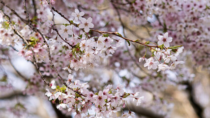 cherry blossoms / blooming tree