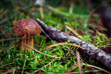 Mushroom in the autumn forest