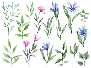 Fototapeta na wymiar Collection of watercolor floral elements. Wild flowers and leaves botanical drawing