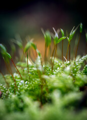 Fototapeta na wymiar Moss in the autumn forest close-up